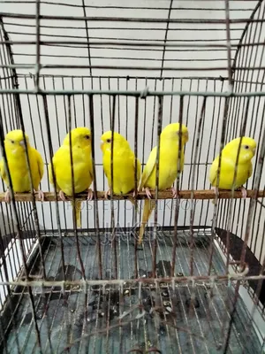রানিং ৫ পিচ মেল পাখি বিক্রি করা হবে