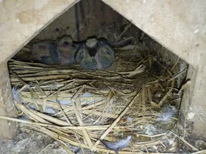King Pigeon With Baby