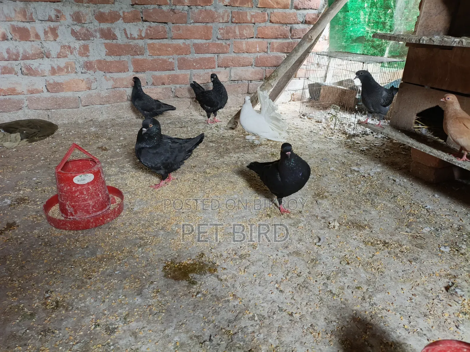 King Pigeon With Baby