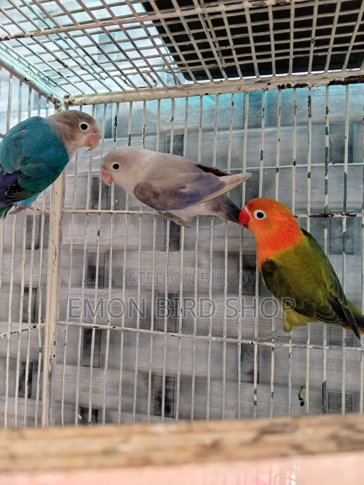 Lovebird for Sale