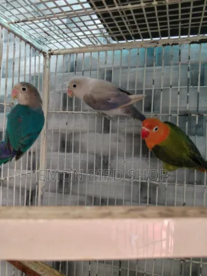 Lovebird for Sale