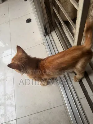 6-12 Months Male Purebred Persian