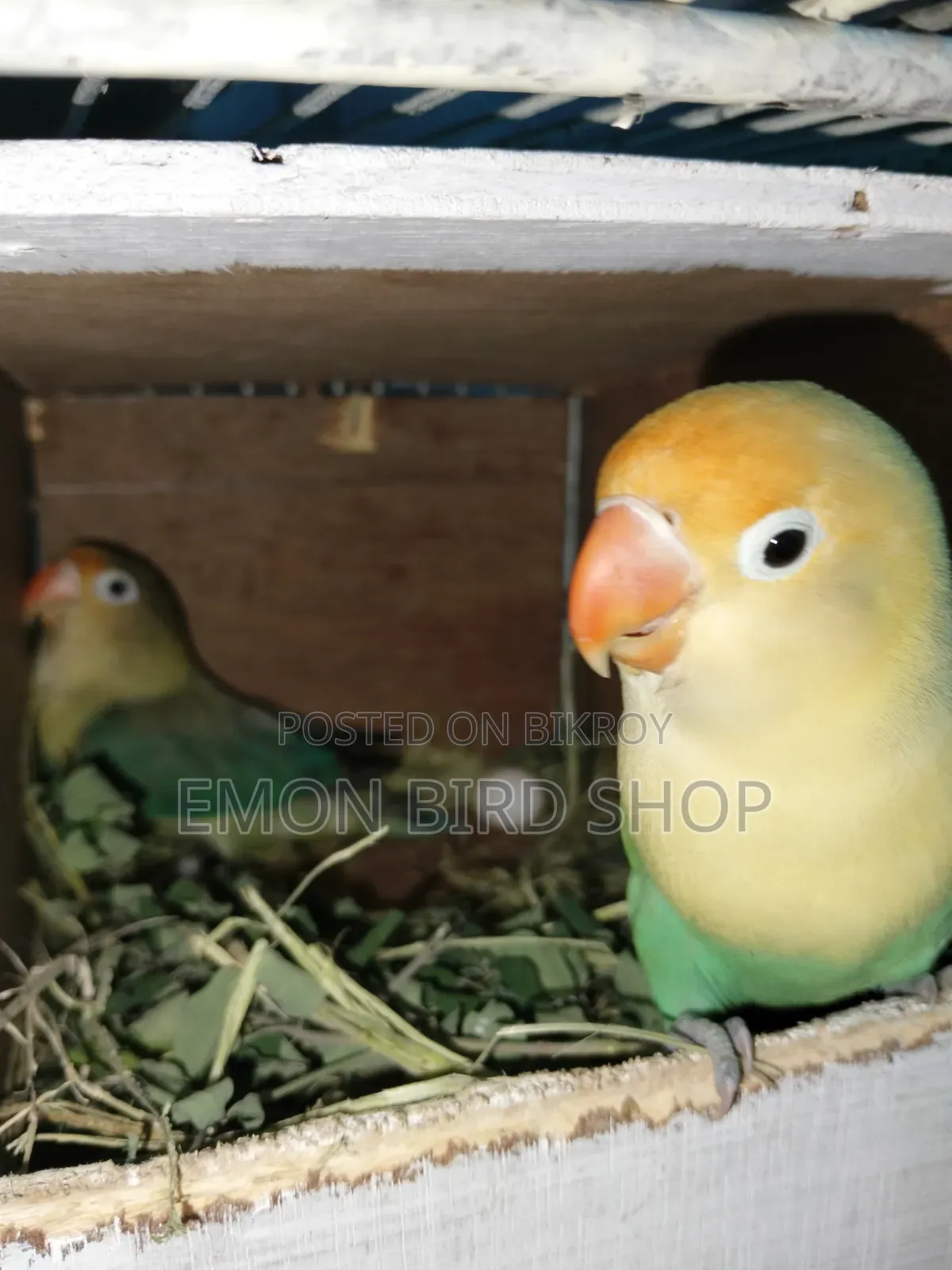 Lovebird for Sale