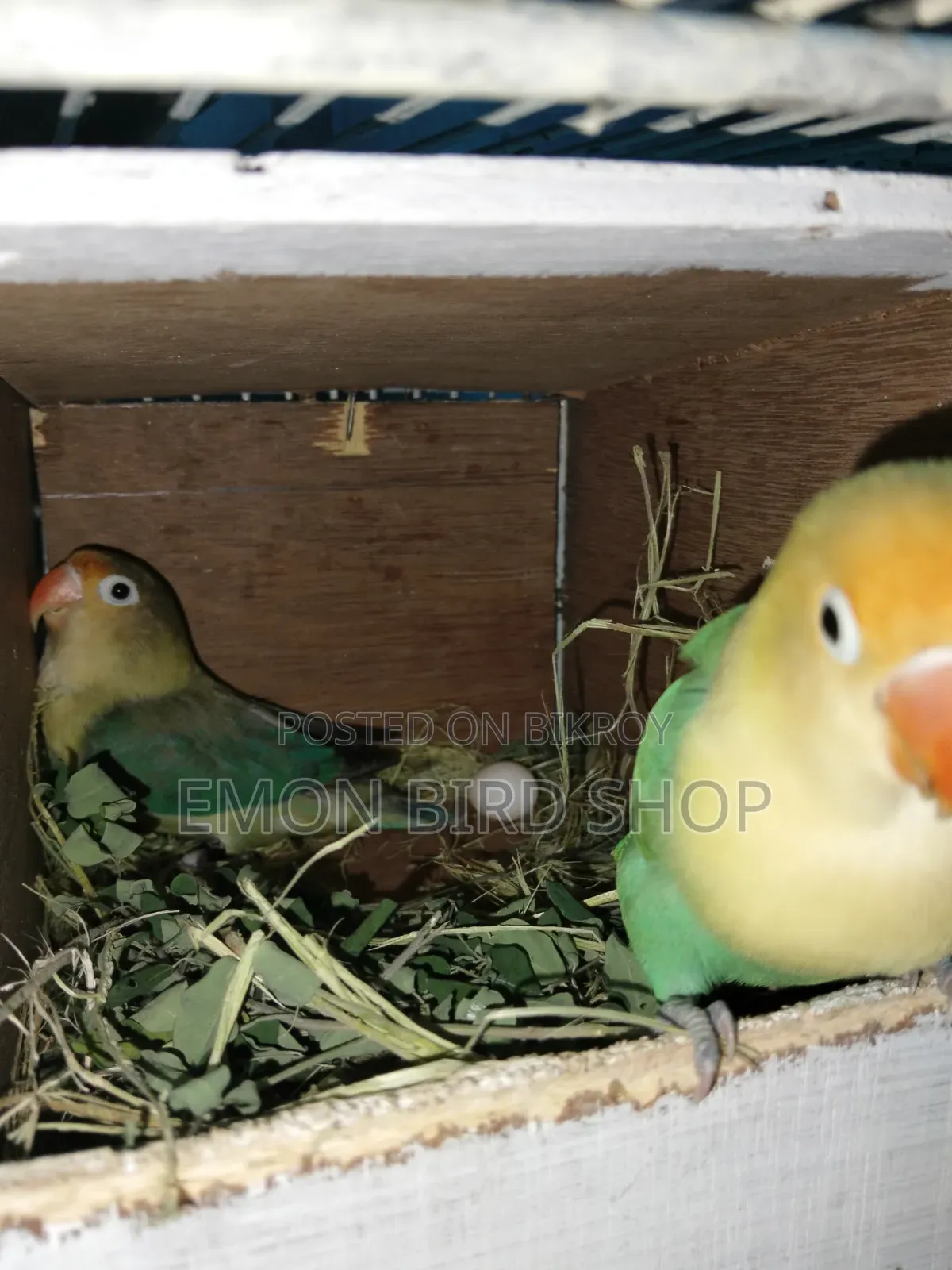 Lovebird for Sale