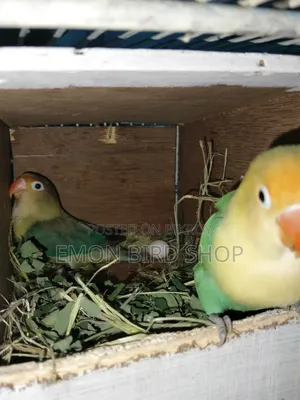 Lovebird for Sale
