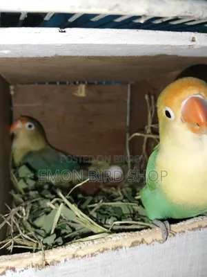 Lovebird for Sale