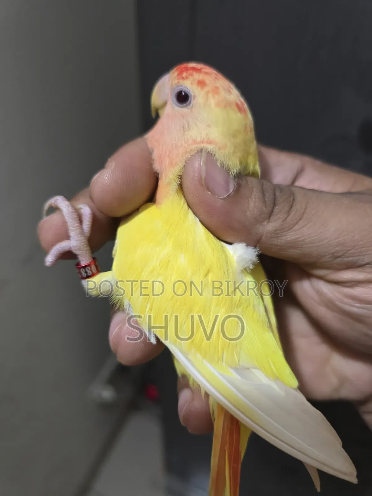 লাভ বার্ড _লোটিনো রেড হেড ওপালিন