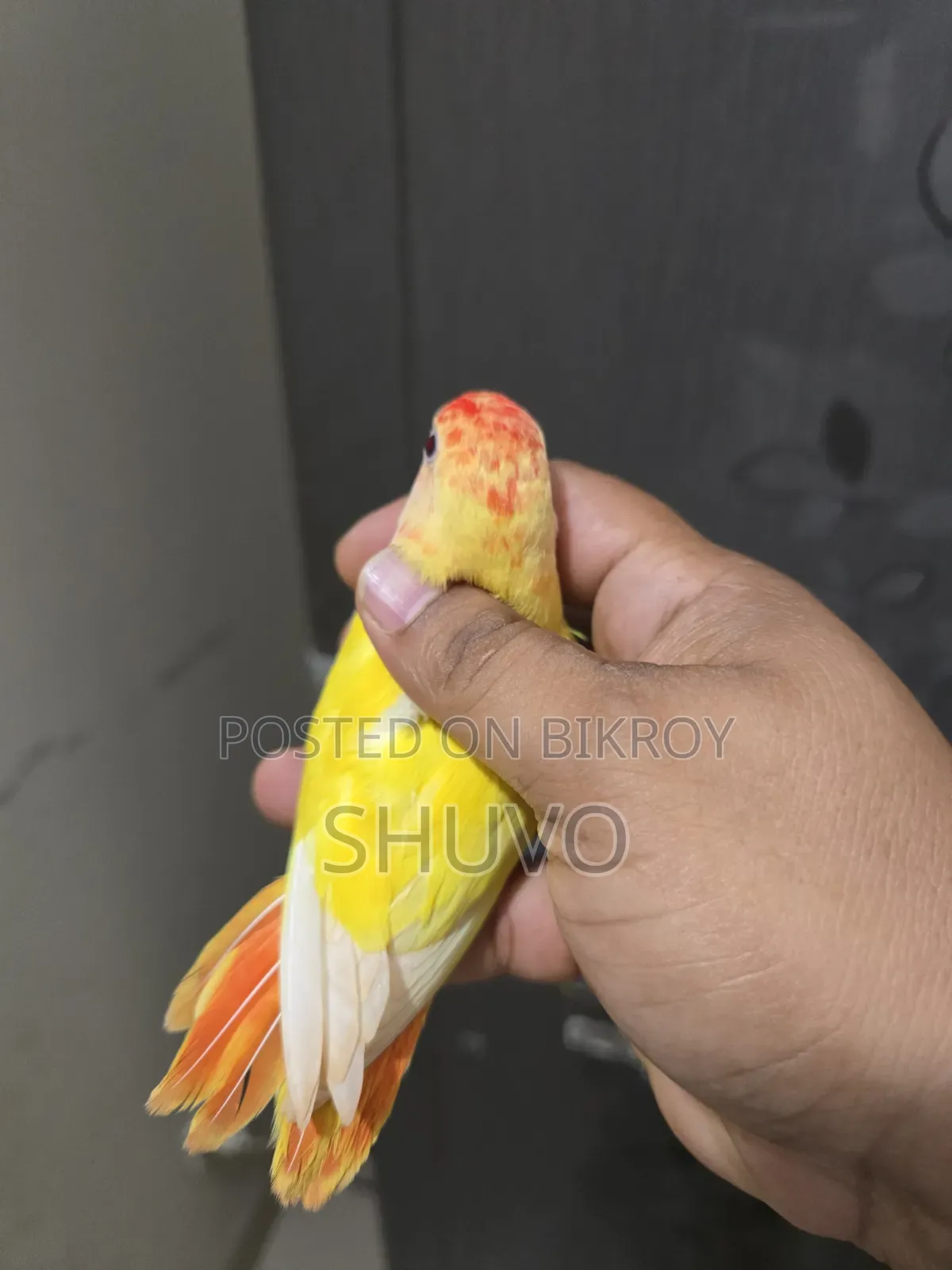 লাভ বার্ড _লোটিনো রেড হেড ওপালিন
