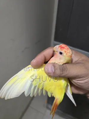 লাভ বার্ড _লোটিনো রেড হেড ওপালিন