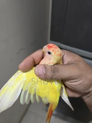 লাভ বার্ড _লোটিনো রেড হেড ওপালিন