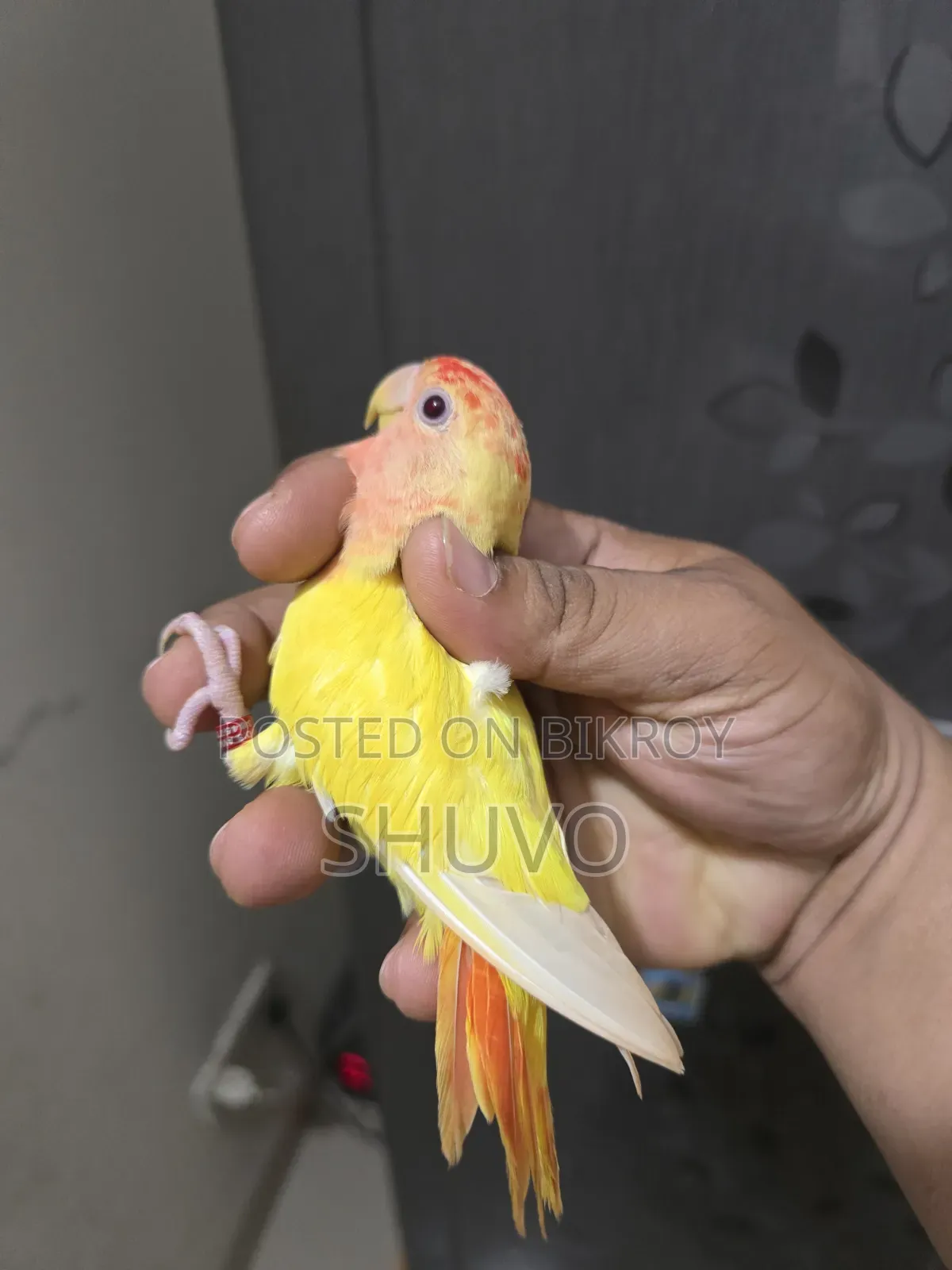 লাভ বার্ড _লোটিনো রেড হেড ওপালিন