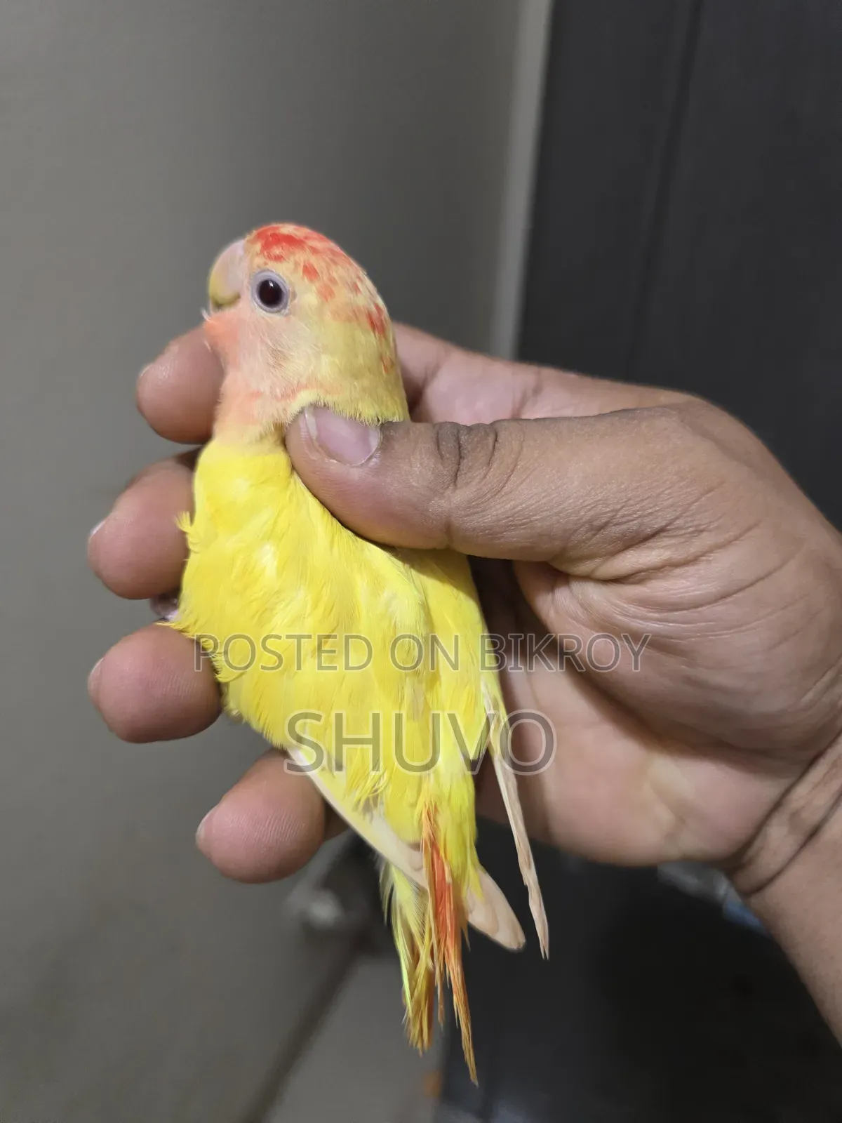 লাভ বার্ড _লোটিনো রেড হেড ওপালিন
