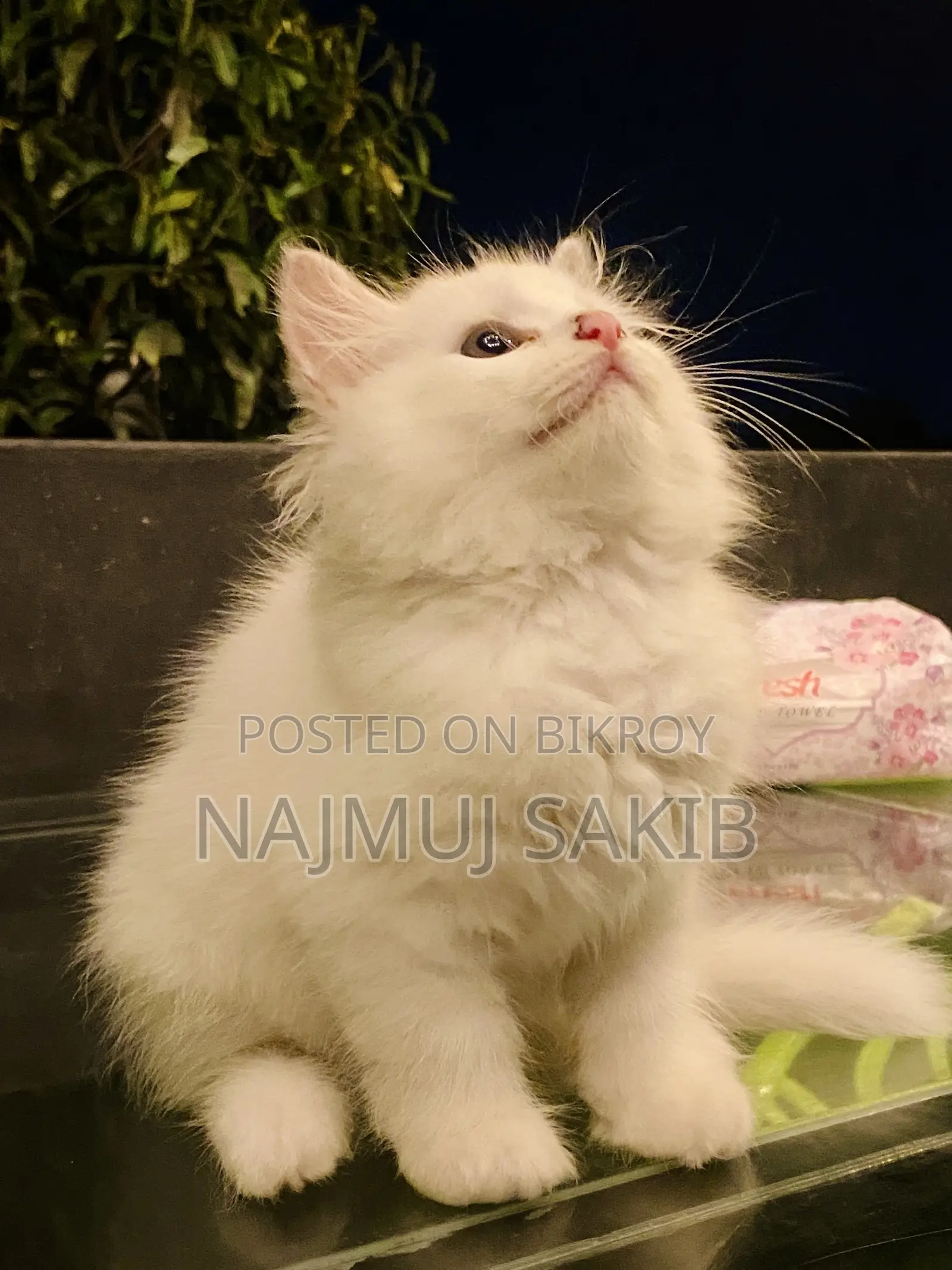 1-3 Months Female Purebred Persian