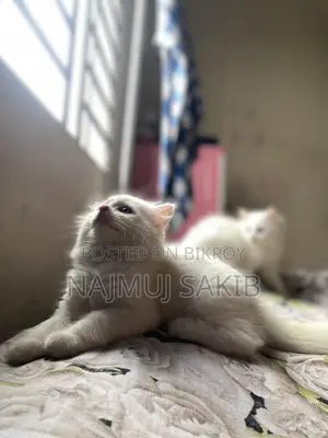 1-3 Months Female Purebred Persian