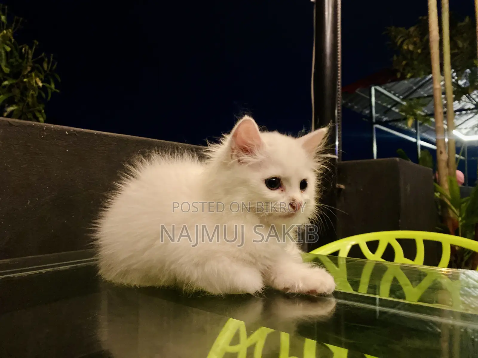1-3 Months Female Purebred Persian