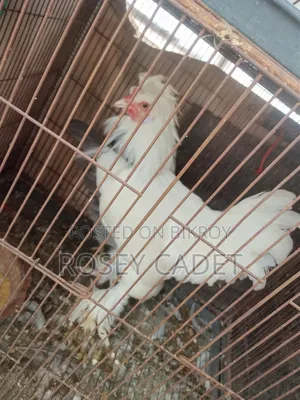 Fancy Rooster
