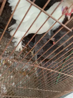 Fancy Rooster