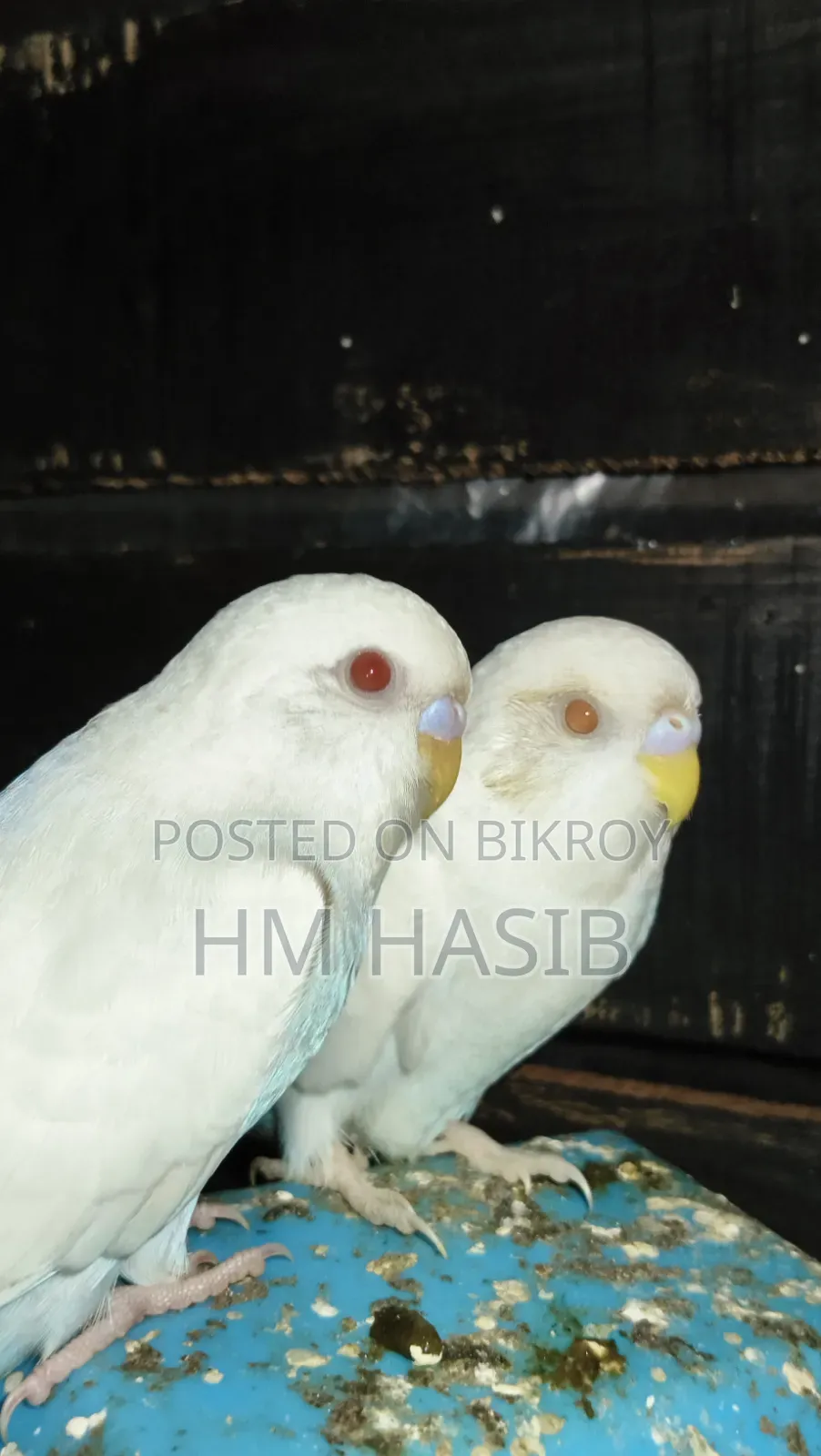 Budgerigar Albino