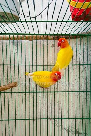১টা এডাল্ট মেল ফিশার লাভবার্ডস সেল হবে
