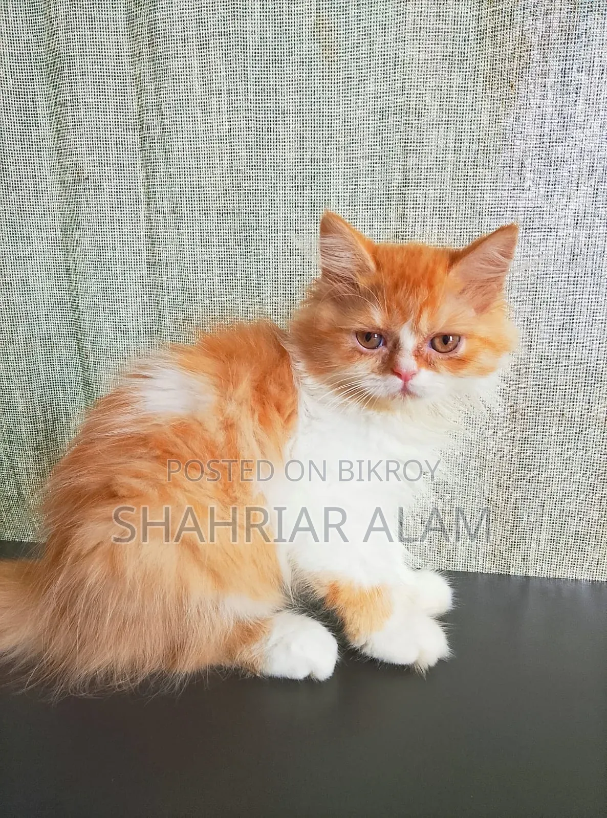 1-3 Months Male Purebred Persian