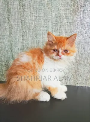 1-3 Months Male Purebred Persian