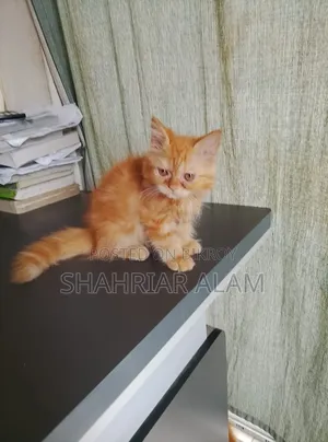 1-3 Months Male Purebred Persian