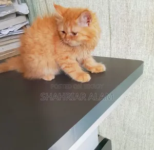 1-3 Months Male Purebred Persian