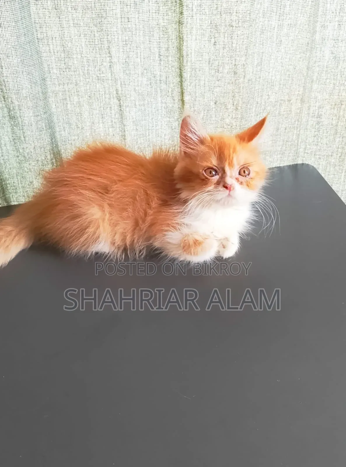 1-3 Months Male Purebred Persian