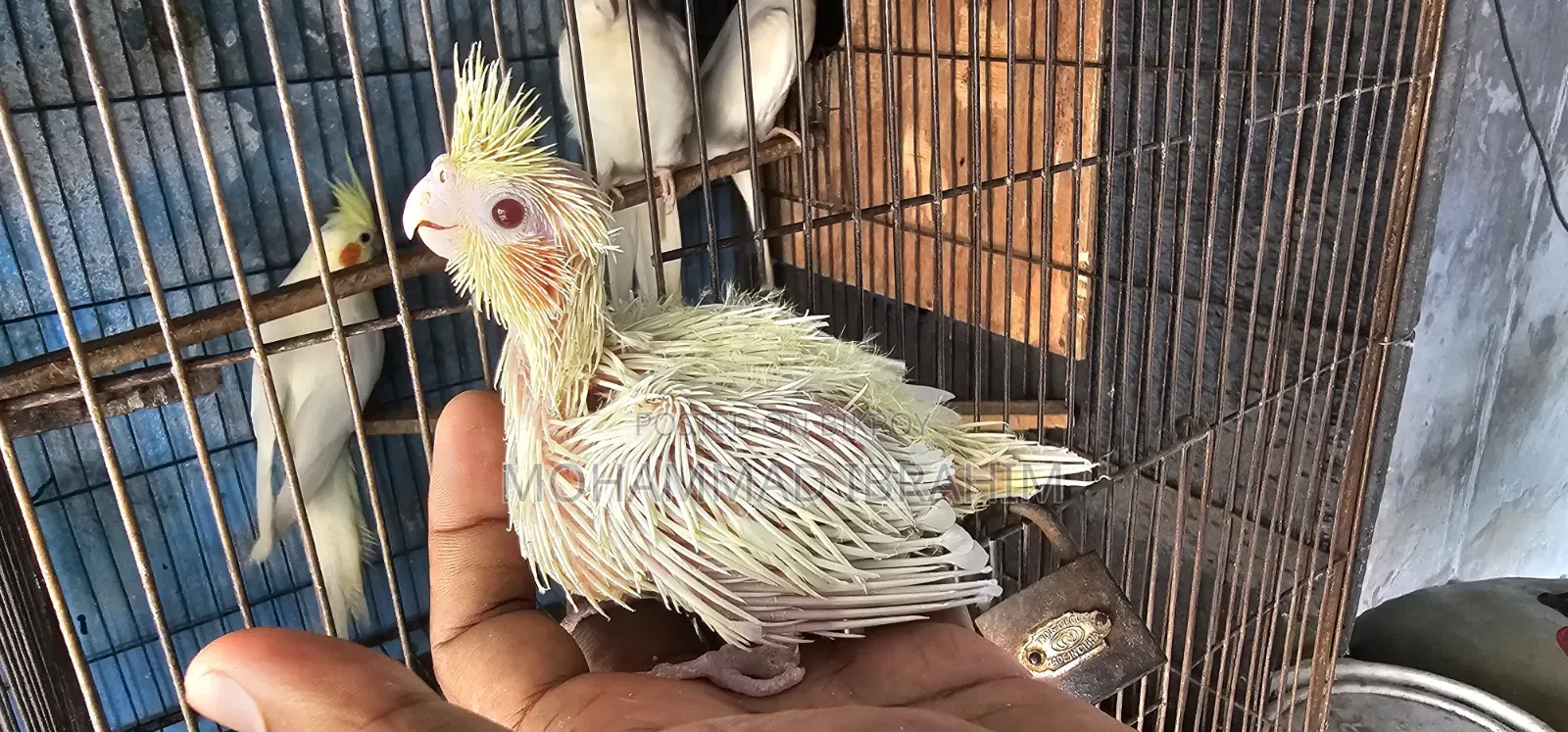 Tame Size Cockatiel Baby