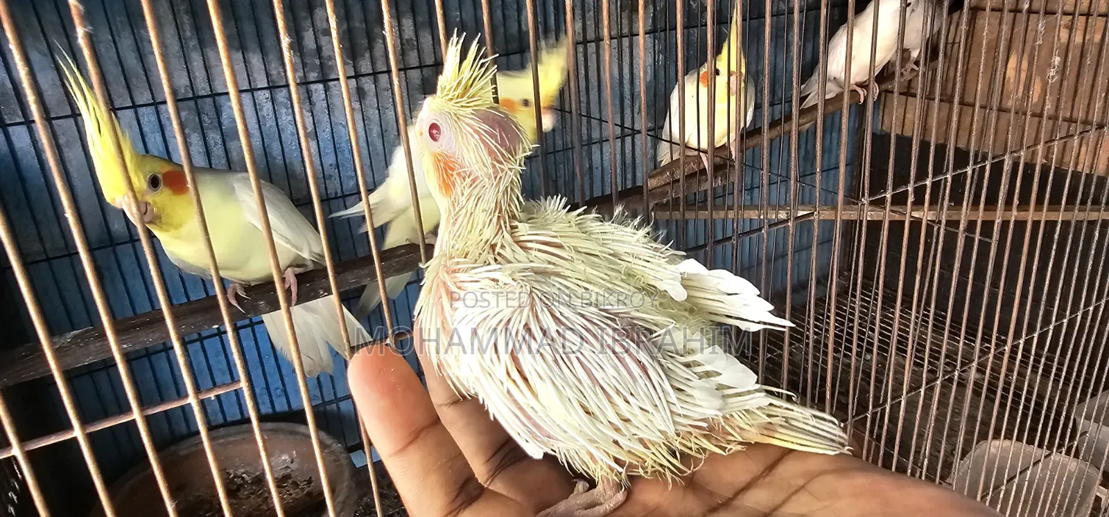 Tame Size Cockatiel Baby