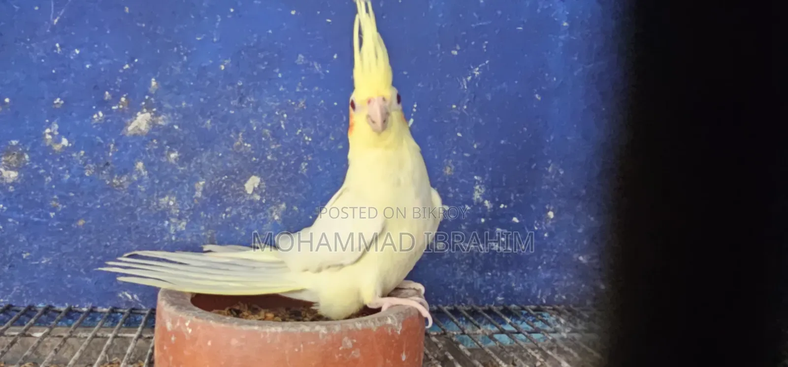 ককাটেল বেবি