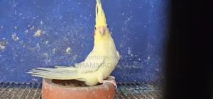 ককাটেল বেবি