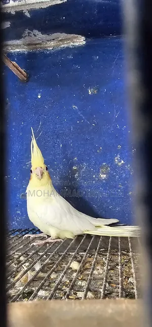 ককাটেল বেবি