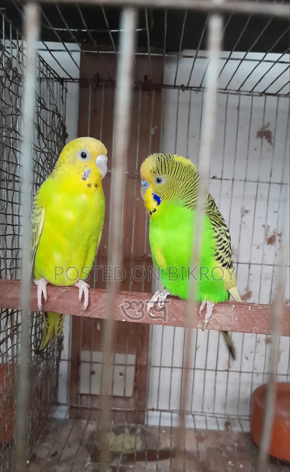 Budgerigar Breeding Pair