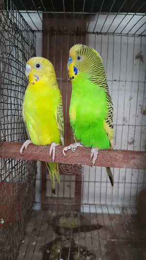 Budgerigar Breeding Pair