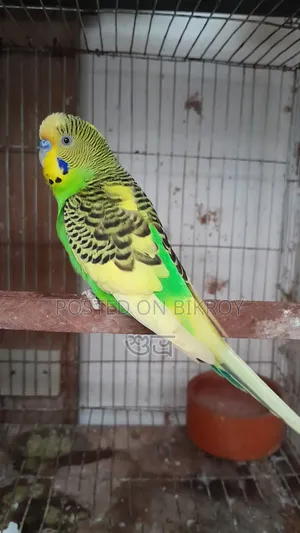 Budgerigar Breeding Pair