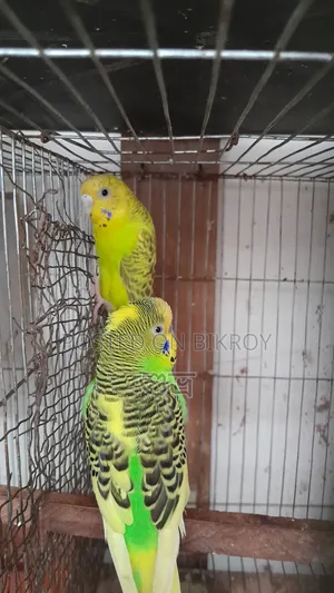 Budgerigar Breeding Pair