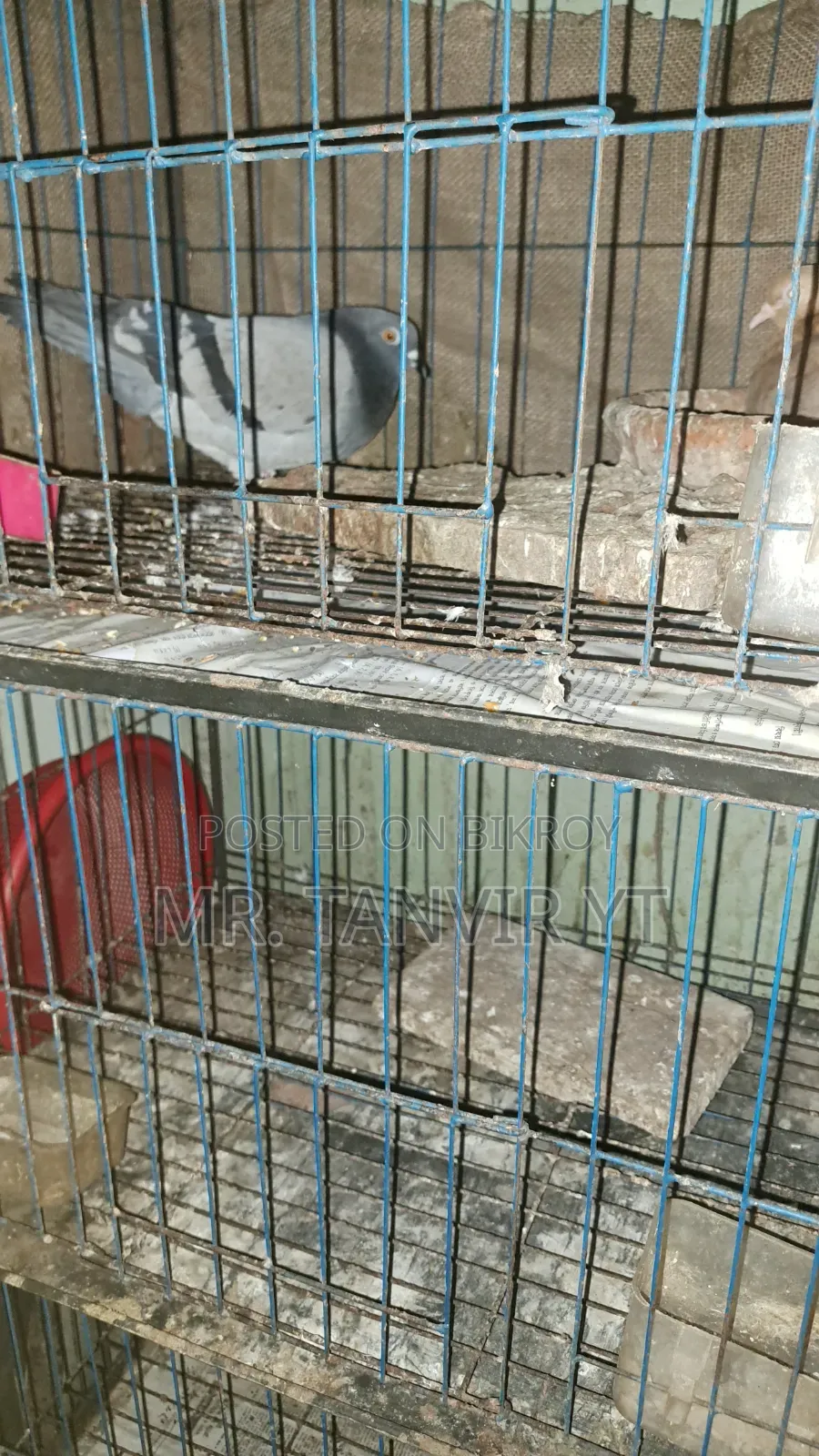 New Cage for Sale With Setup, Message Fast