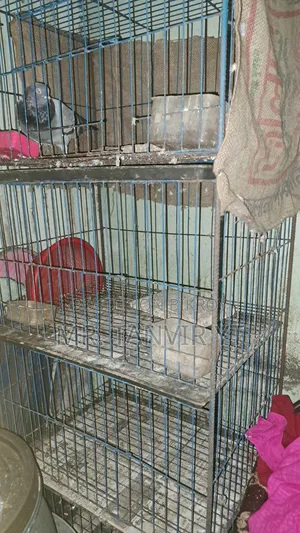 New Cage for Sale With Setup, Message Fast