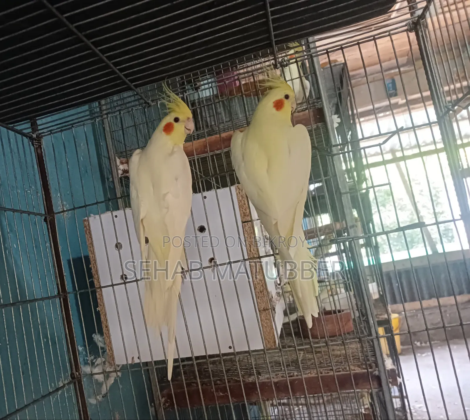 Adult Cockatiel birds for sale.