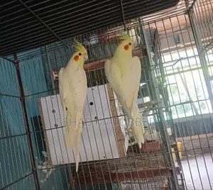 Adult Cockatiel birds for sale.