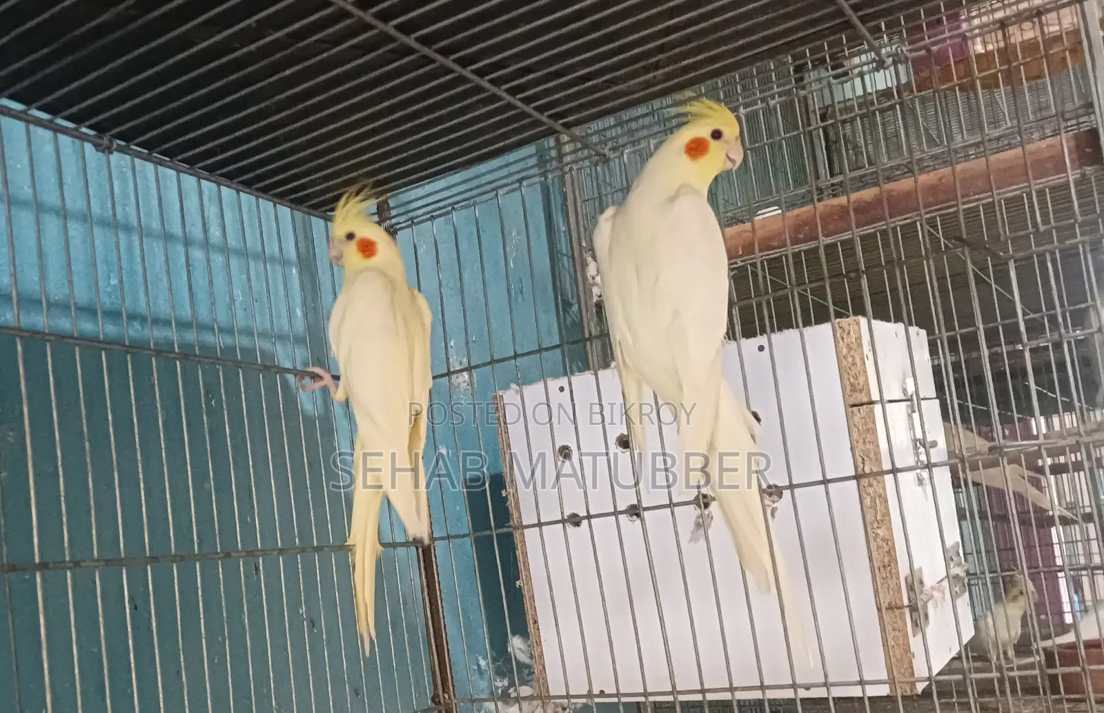Adult Cockatiel birds for sale.