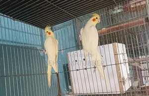 Adult Cockatiel birds for sale.