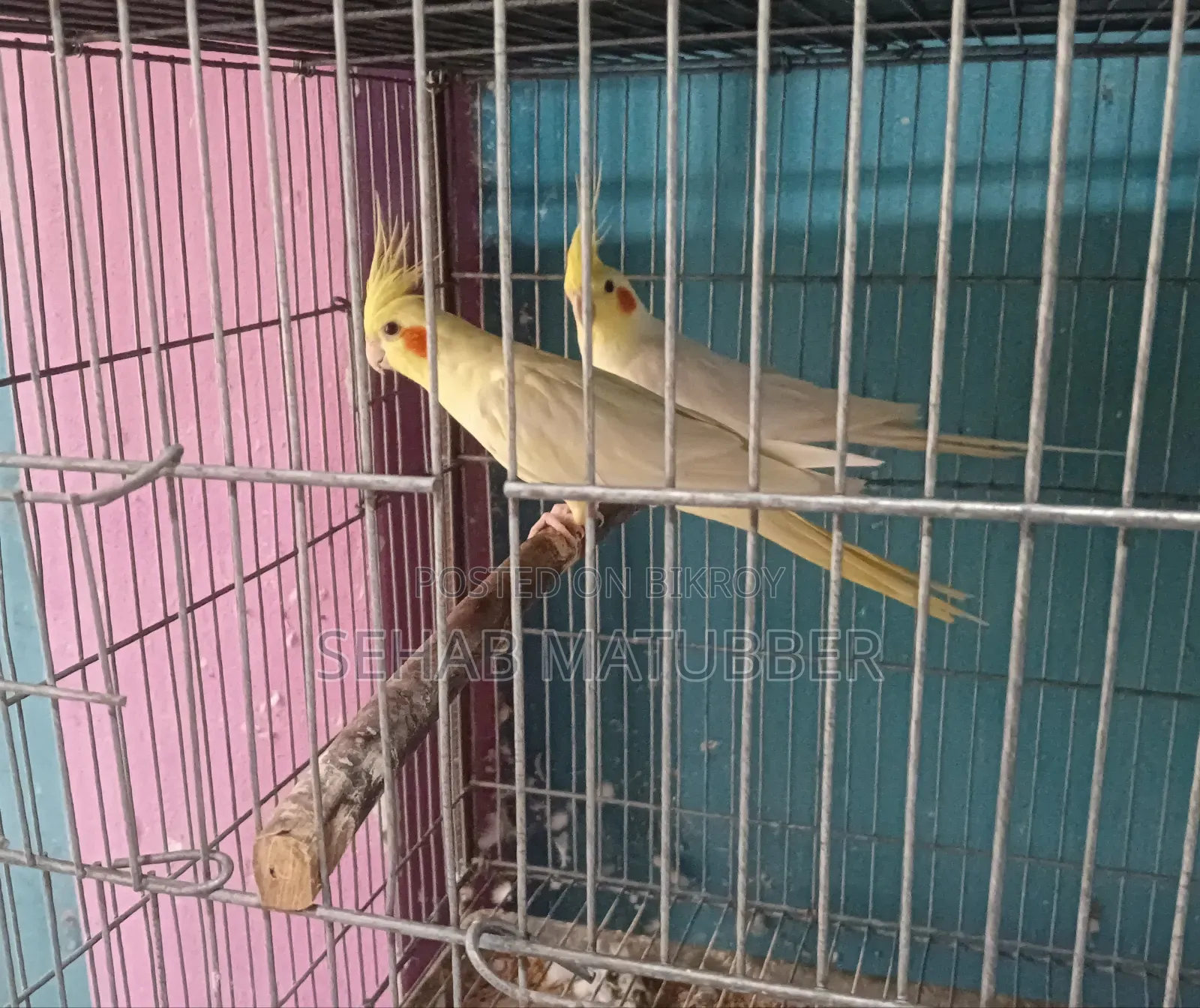 Adult Cockatiel birds for sale.