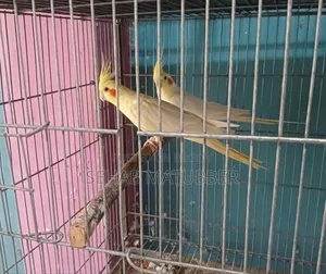 Adult Cockatiel birds for sale.