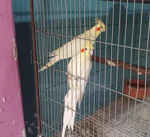 Adult Cockatiel birds for sale.
