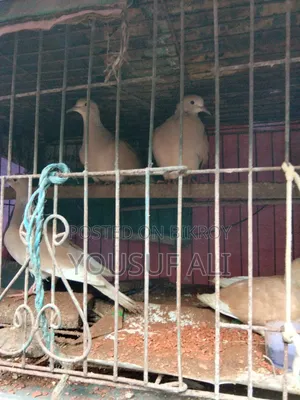 Australian Dove