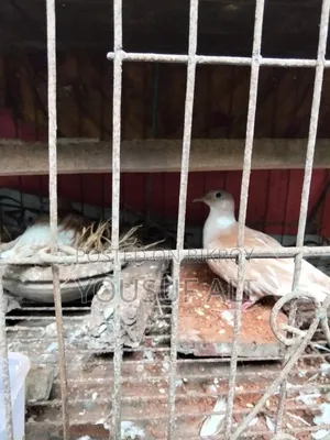 Australian Dove