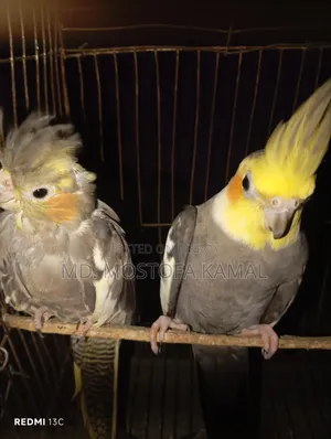 Cockatiel birds for sale