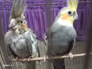 ককাটেল পাখি বিক্রয়ের জন্য